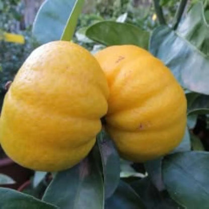 Pumpkin Lemon Fruit Plants For Home & Gardening