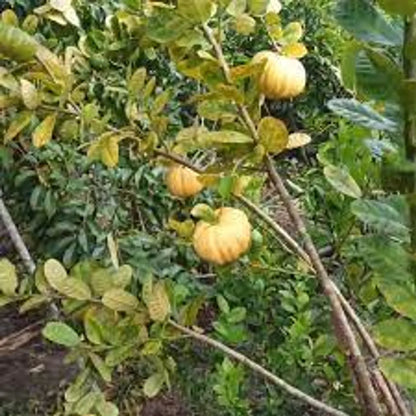 Pumpkin Lemon Fruit Plants For Home & Gardening