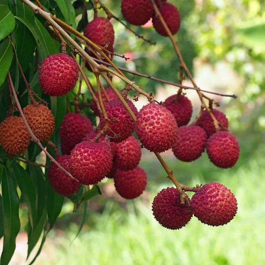 Chinese Litchi Fruit Plants For Home & Gardening