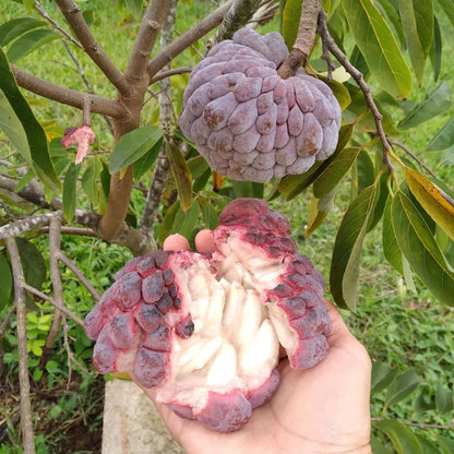 Red Custard Apple Fruit Plants For Home & Gardening