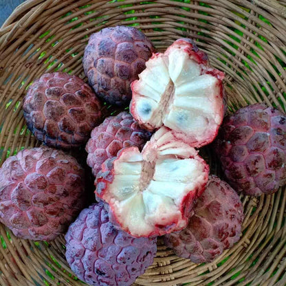 Red Custard Apple Fruit Plants For Home & Gardening