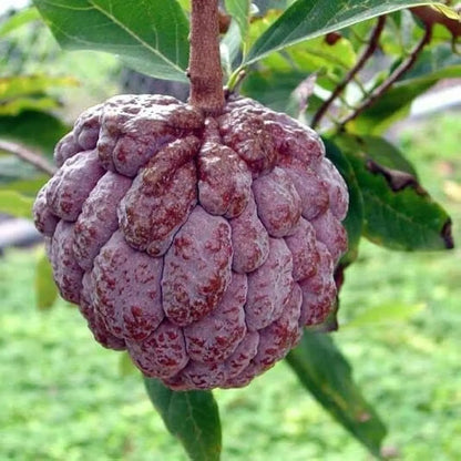 Red Custard Apple Fruit Plants For Home & Gardening