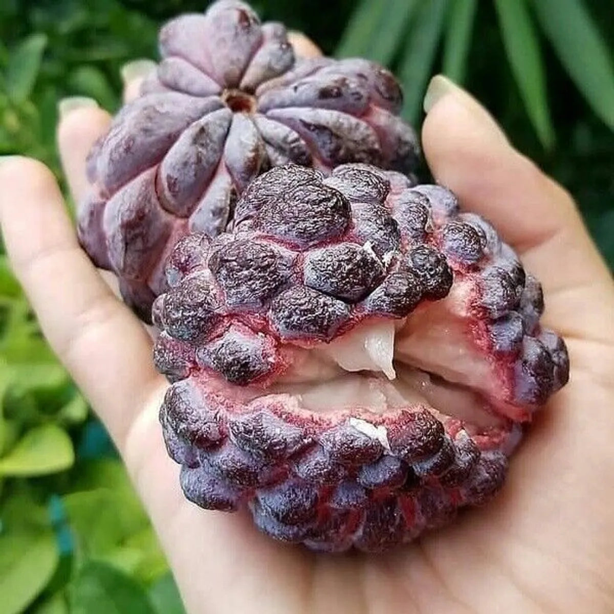 Red Custard Apple Fruit Plants For Home & Gardening