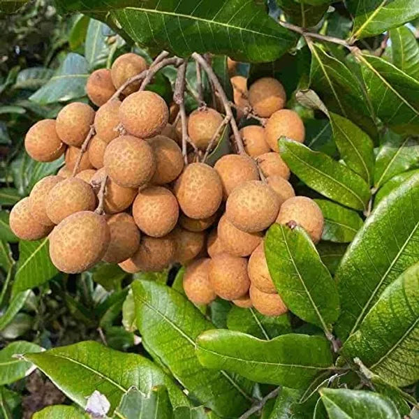 4 Season Longan Fruit Plants For Home & Gardening