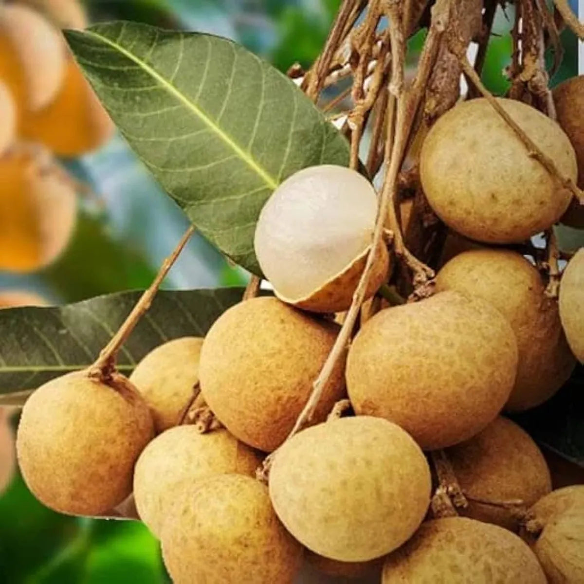 4 Season Longan Fruit Plants For Home & Gardening