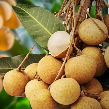4 Season Longan Fruit Plants For Home & Gardening