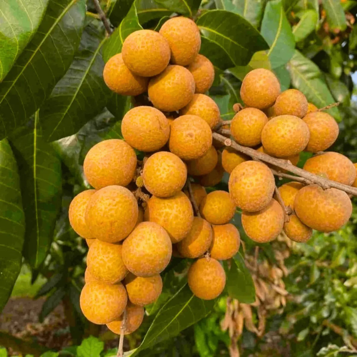 4 Season Longan Fruit Plants For Home & Gardening