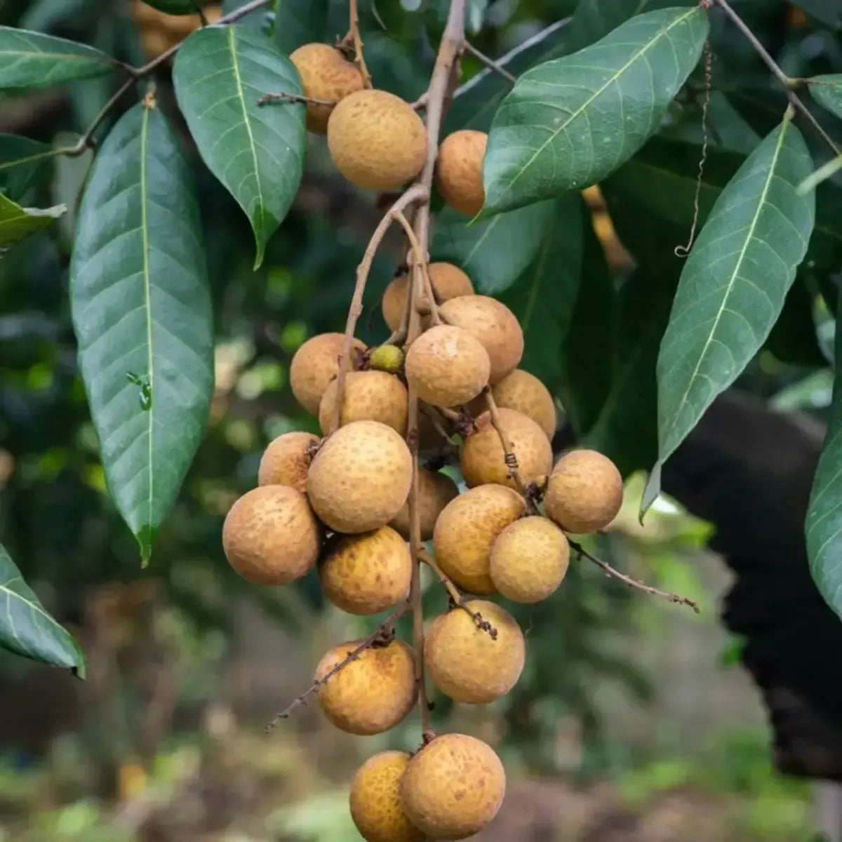 4 Season Longan Fruit Plants For Home & Gardening