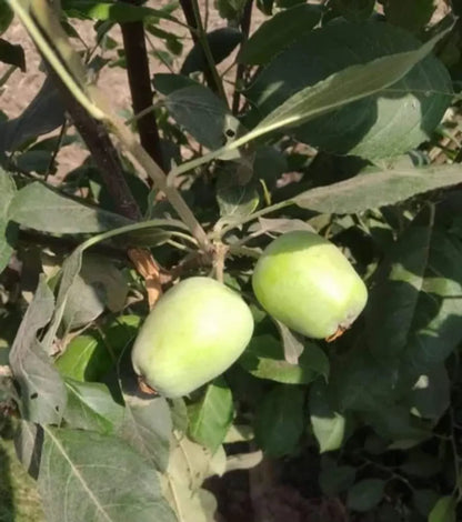 Apple Fruit Plants For Home & Gardening