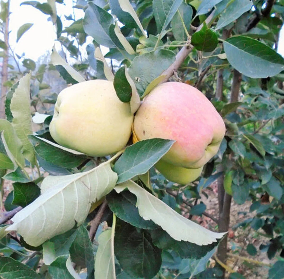 Apple Fruit Plants For Home & Gardening