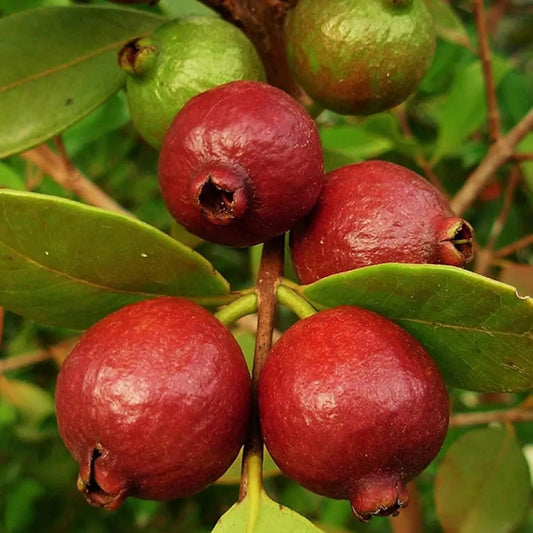 Red Strawberry Guava Fruit Plants For Home & Gardening