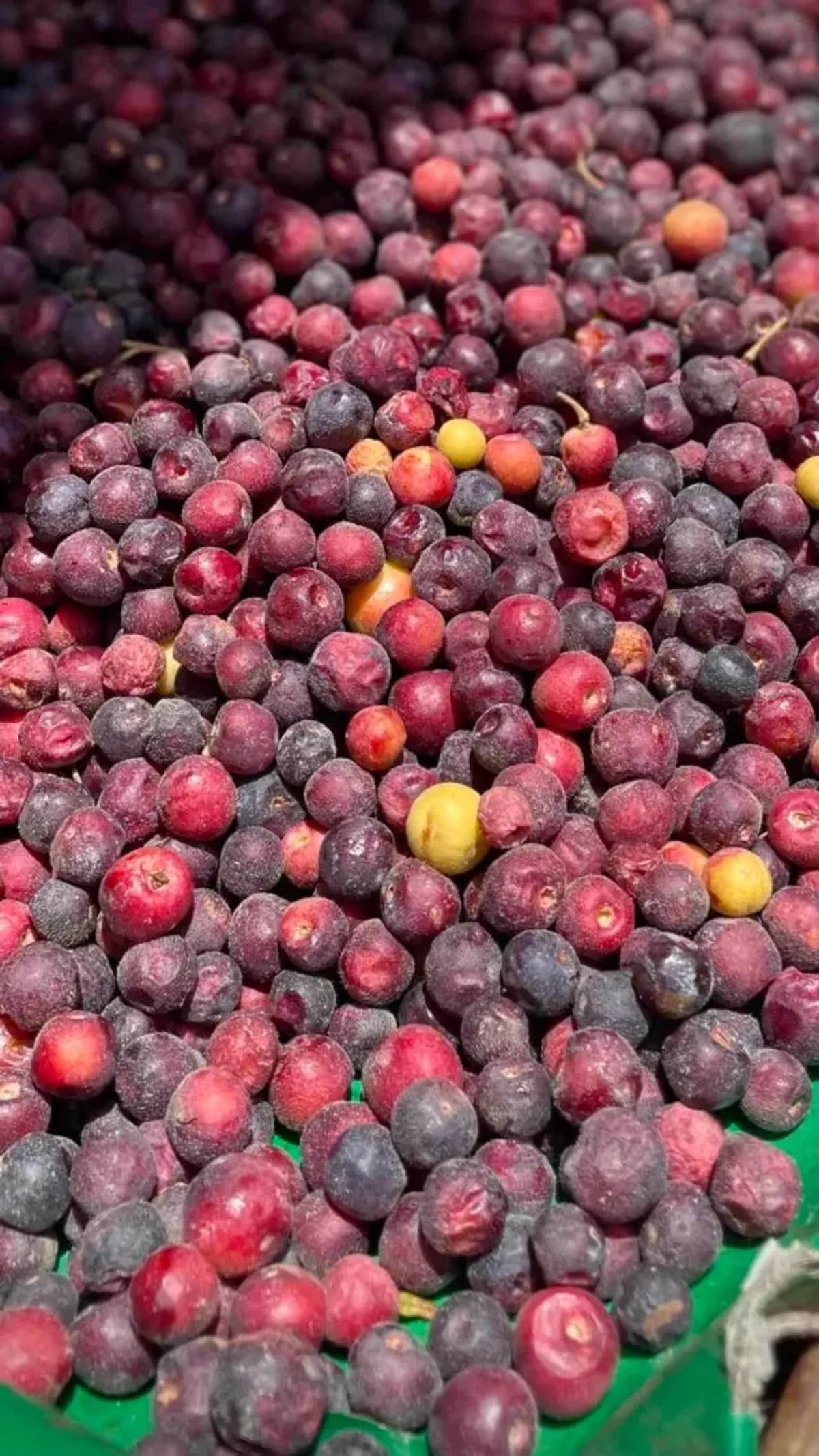 Falsa Fruit Plants For Home & Gardening