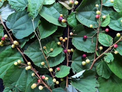 Falsa Fruit Plants For Home & Gardening
