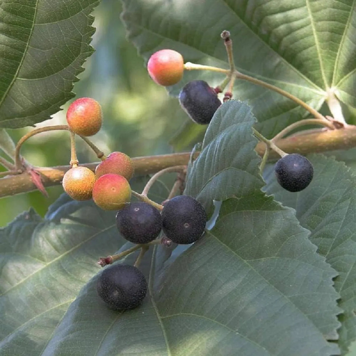 Falsa Fruit Plants For Home & Gardening