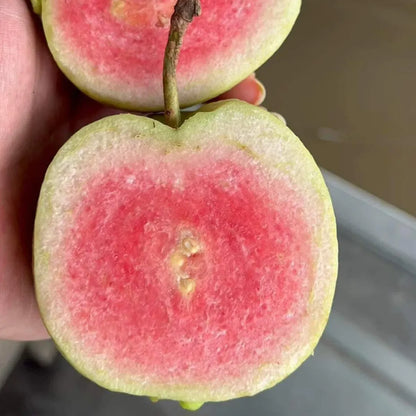 White Diamond Guava Fruit Plants For Home & Gardening