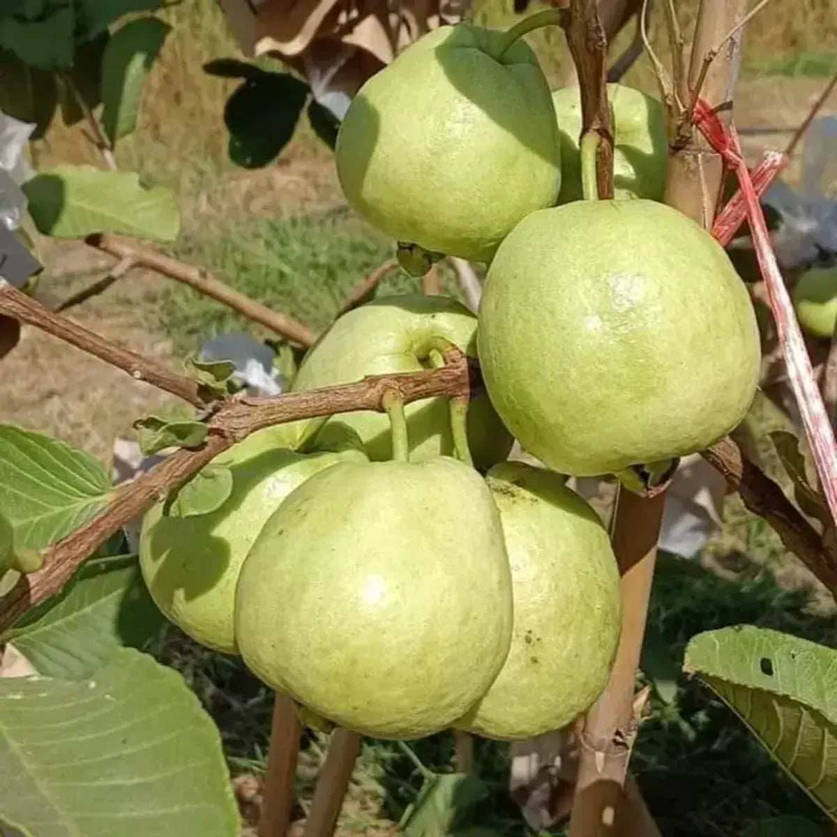 White Diamond Guava Fruit Plants For Home & Gardening