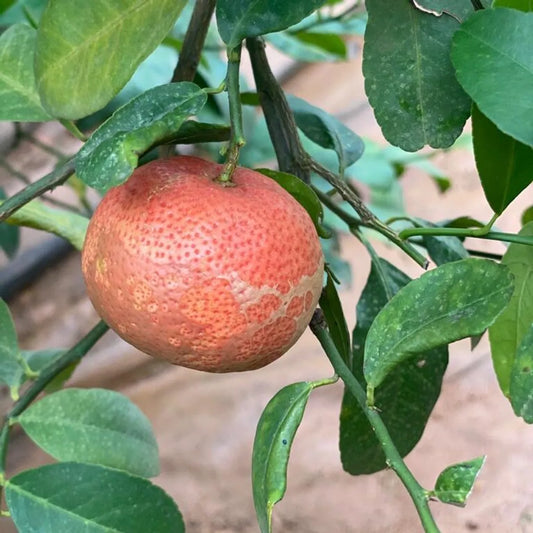 Red Patti Lemon Fruit Plants For Home & Gardening
