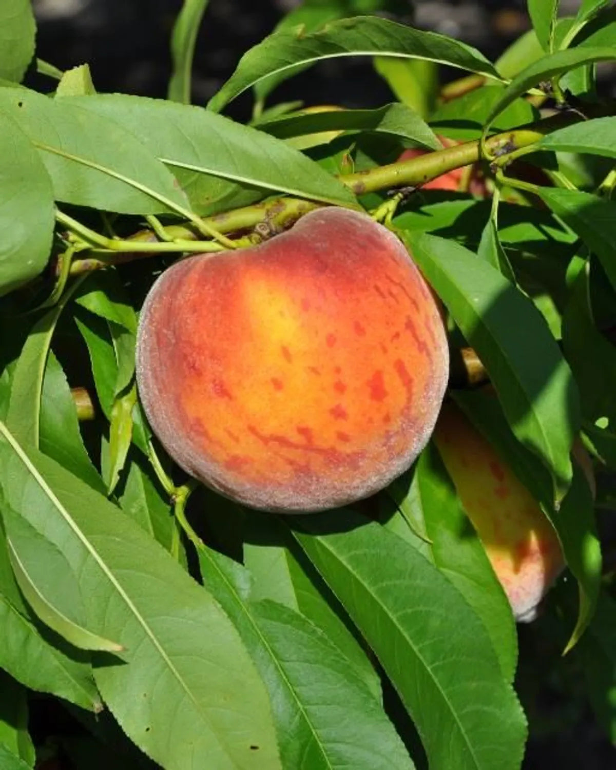 Peace Fruit Plants For Home & Gardening