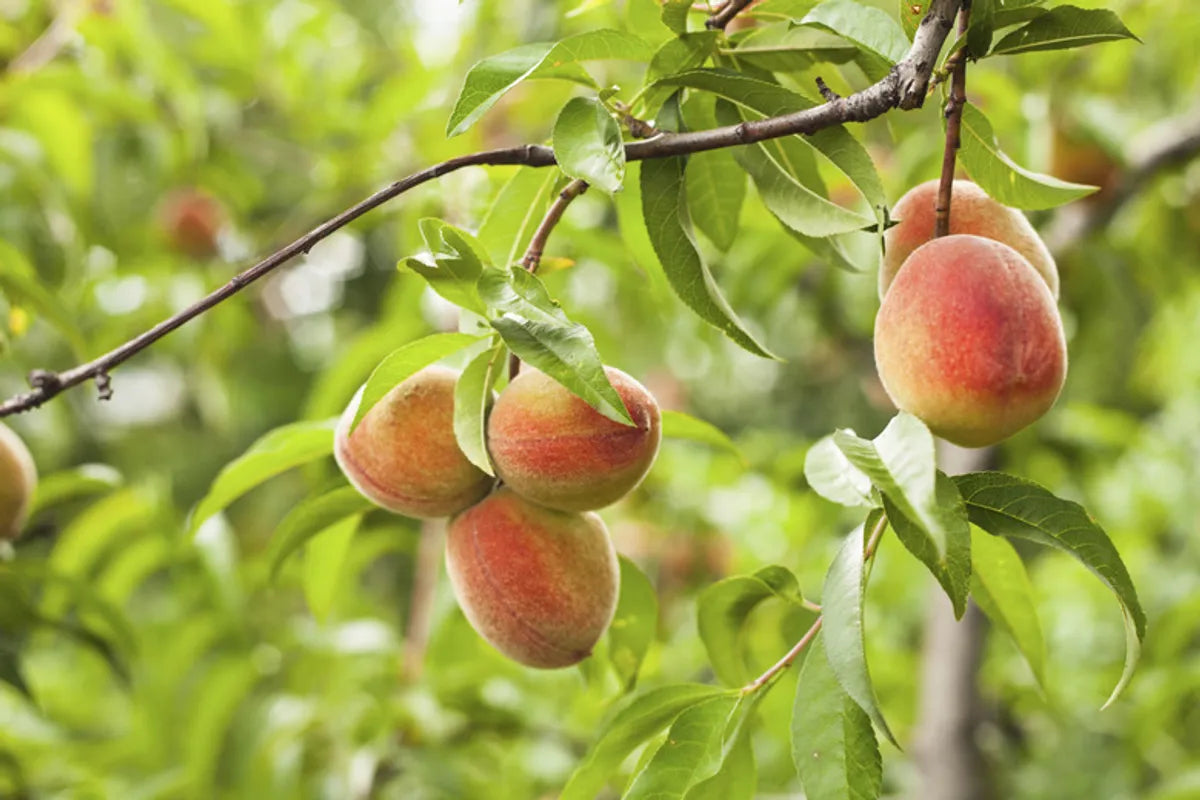 Peace Fruit Plants For Home & Gardening