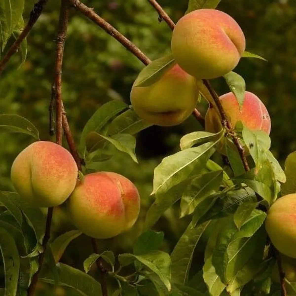 Peace Fruit Plants For Home & Gardening