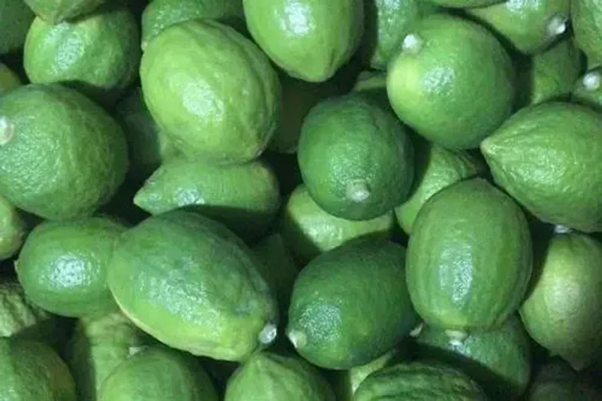 Gandharaj Lemon Fruit Plants For Home & Gardening