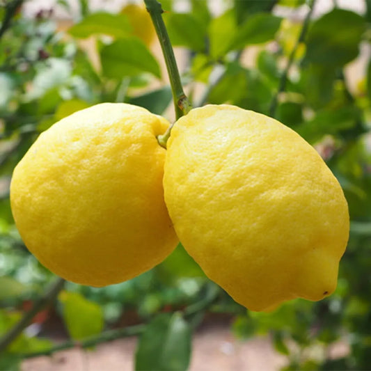 Gandharaj Lemon Fruit Plants For Home & Gardening