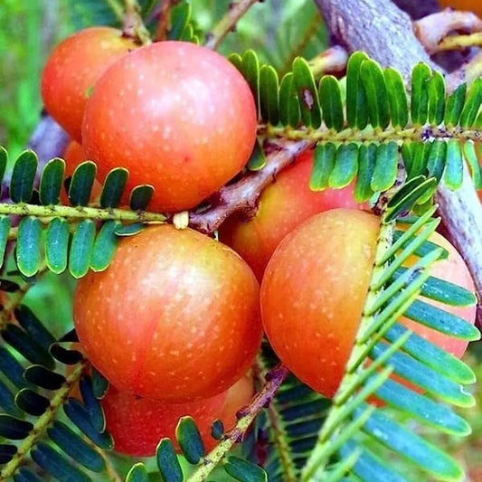 Red Amla Fruit Plants For Home & Gardening
