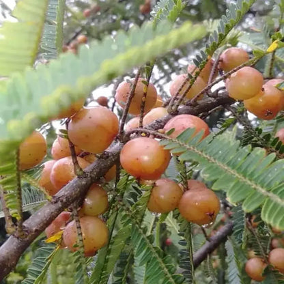 Red Amla Fruit Plants For Home & Gardening