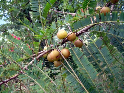 Red Amla Fruit Plants For Home & Gardening
