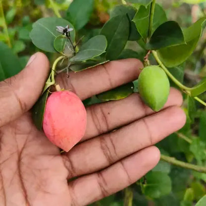 Sweet Karonda Fruit Plants For Home & Gardening