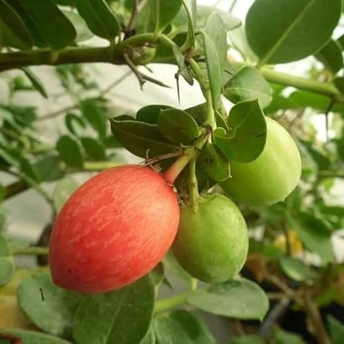 Sweet Karonda Fruit Plants For Home & Gardening