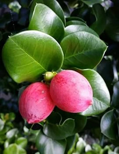 Sweet Karonda Fruit Plants For Home & Gardening