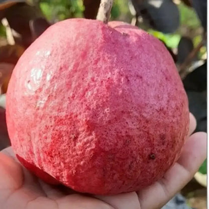 Black Diamond Guava Fruit Plants For Home & Gardening