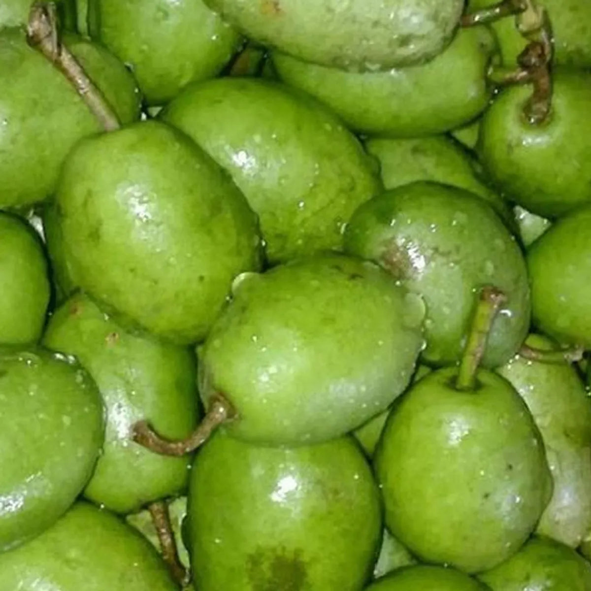 Jalpai Fruit Plants For Home & Gardening