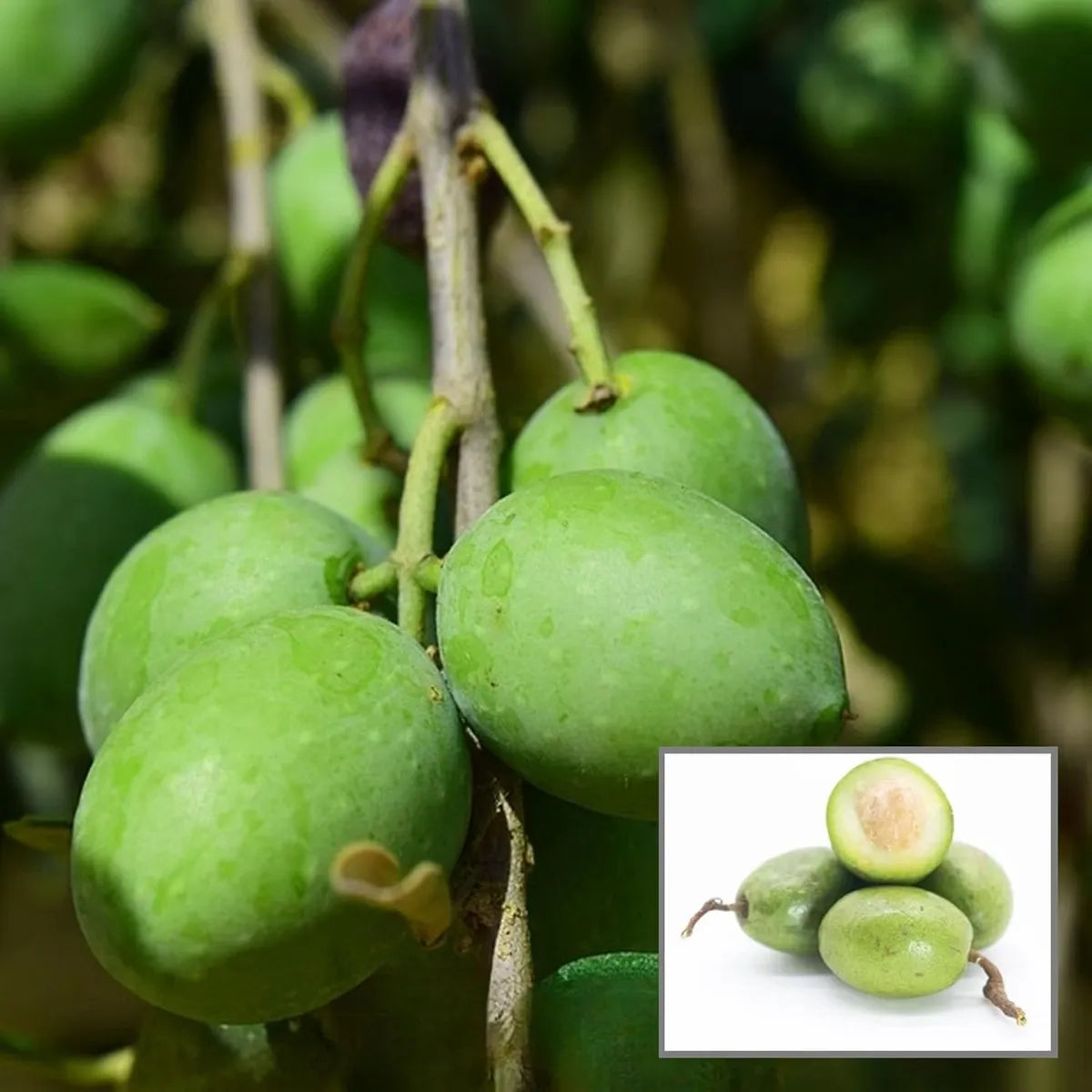 Jalpai Fruit Plants For Home & Gardening
