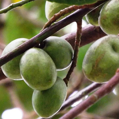 Jalpai Fruit Plants For Home & Gardening