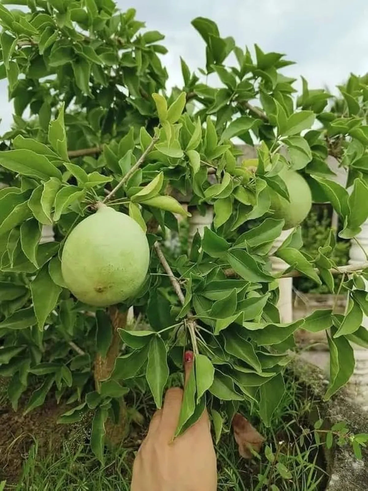 Thai Bel Fruit Plants For Home & Gardening