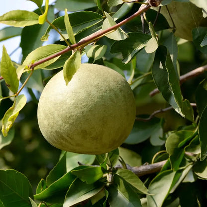 Thai Bel Fruit Plants For Home & Gardening