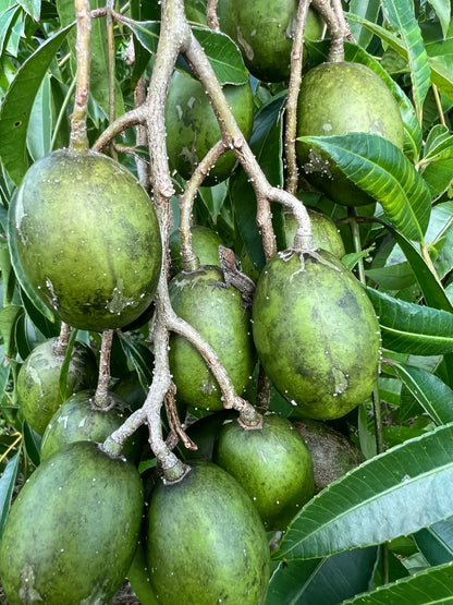 All Time June Plum Fruit Plants For Home & Gardening