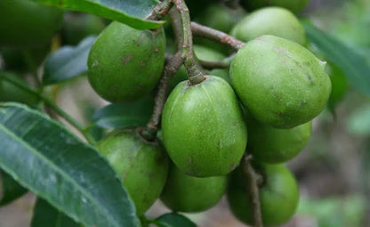 All Time June Plum Fruit Plants For Home & Gardening