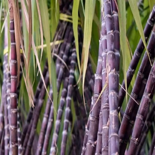 Philippine Sugarcane Plant For Home & Gardening