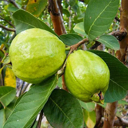 L49 Guava Fruit Plant For Home & Gardening