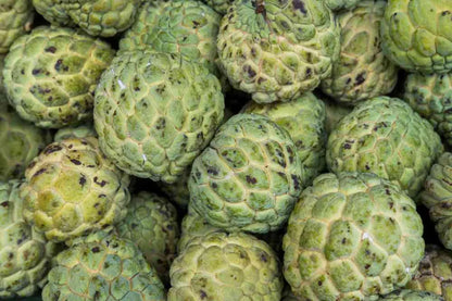 Custard Apple Fruit Plants For Home & Gardening