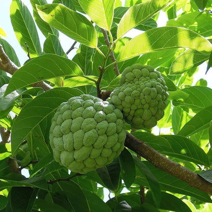 Custard Apple Fruit Plants For Home & Gardening