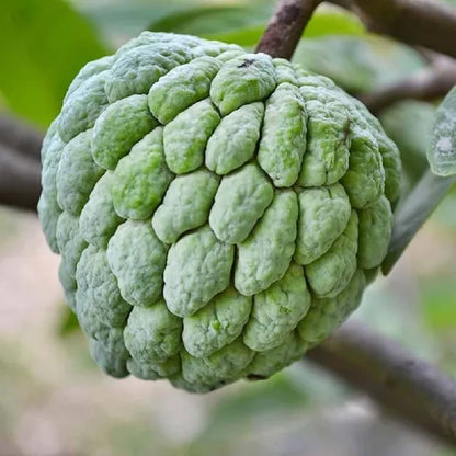 Custard Apple Fruit Plants For Home & Gardening