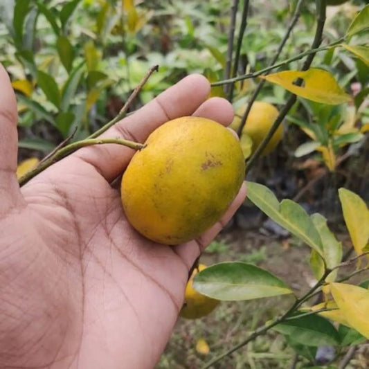 Chinese Orange Fruit Plants For Home & Gardening