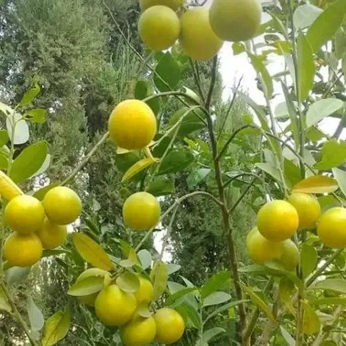 Pakistani Patti Lemon Fruit Plants For Home & Gardening