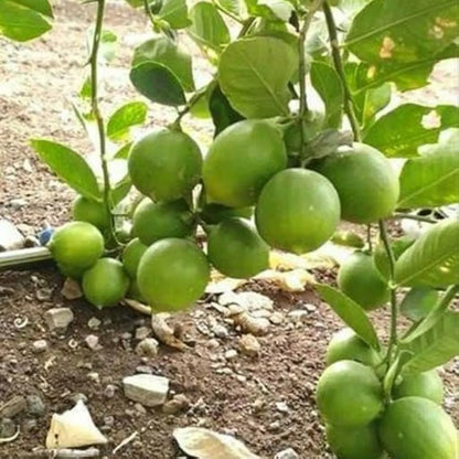 Kolkata Patti Lemon Fruit Plants For Home & Gardening