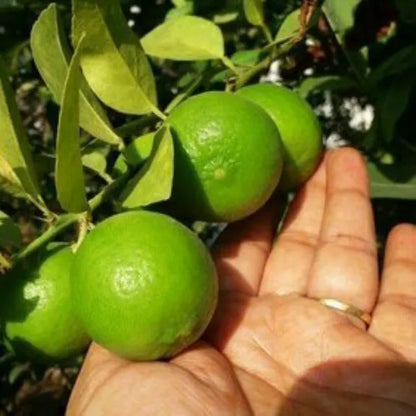 Kolkata Patti Lemon Fruit Plants For Home & Gardening