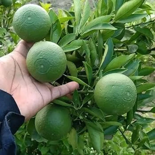 Bari 1 Malta Fruit Plants For Home & Gardening